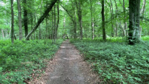 mov forest path